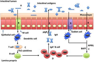 Glutamine-Induced Secretion of Intestinal Secretory Immunoglobulin A: A Mechanistic Perspective